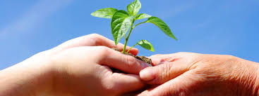 Duurzaam Groen: De Weg naar Een Milieubewuste Toekomst