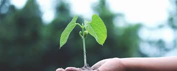 Duurzaam Leven: Tips voor een Milieuvriendelijke Lifestyle